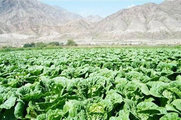 种植白菜的时候,白菜缺钾了应该怎么办？