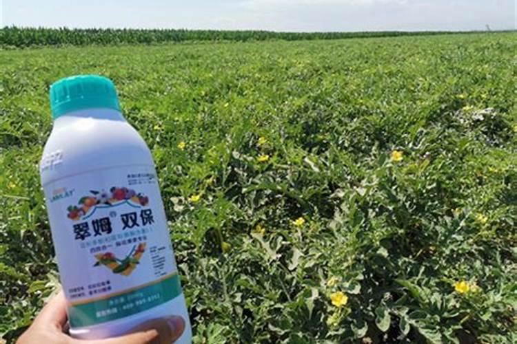 西瓜种植施肥技术,西瓜怎么施肥