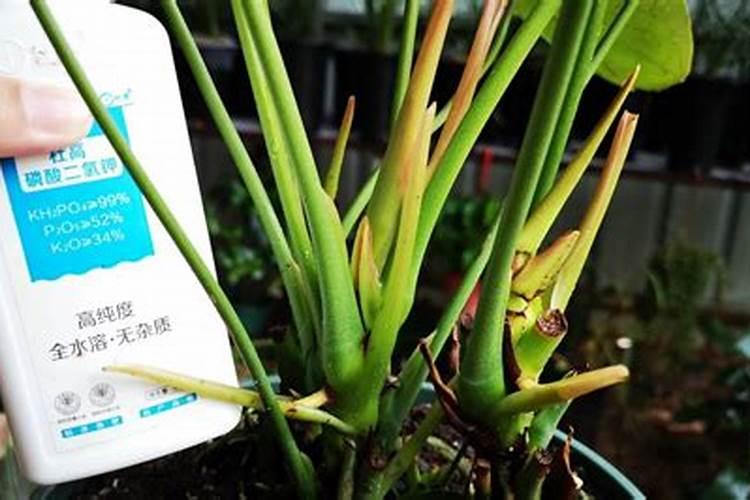 红掌可以施磷酸二氢钾肥吗？