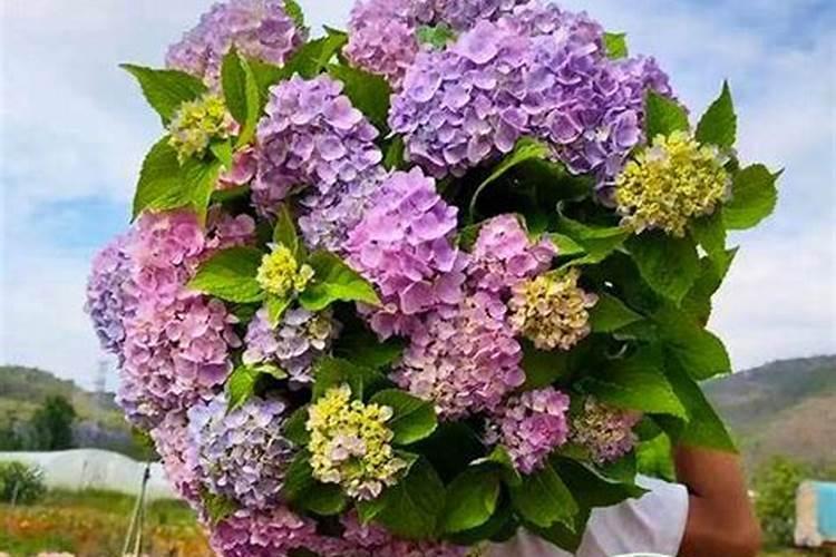 绣球花打花苞后,应该怎样正确施肥？