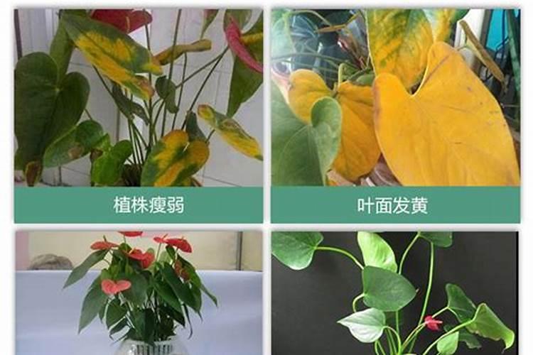 红掌白掌的养殖方法和注意事项