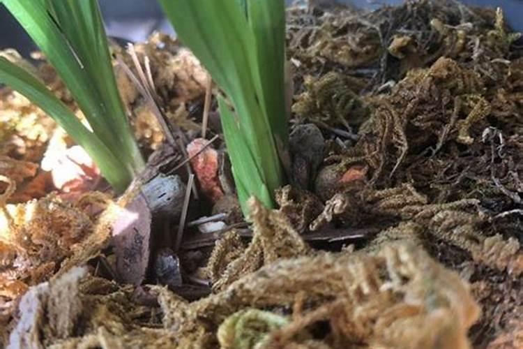 尿素可以浇兰花吗