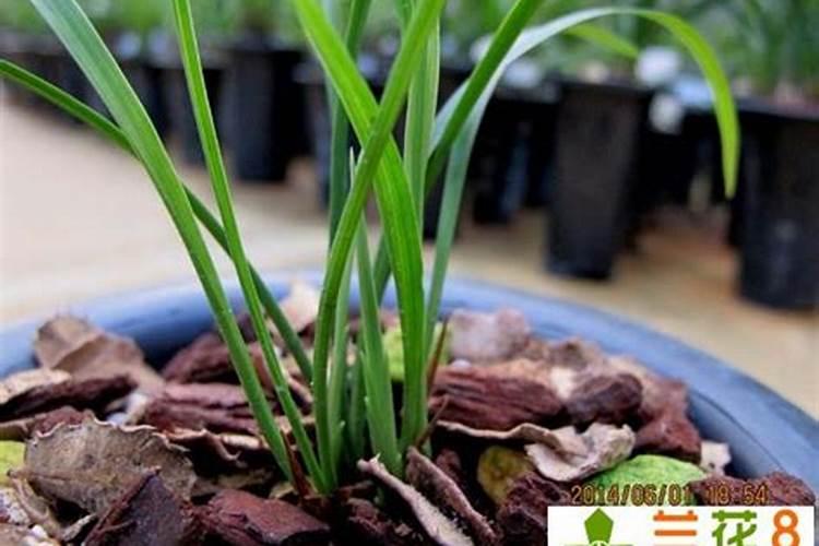 兰花怎么养护秋芽呼呼冒