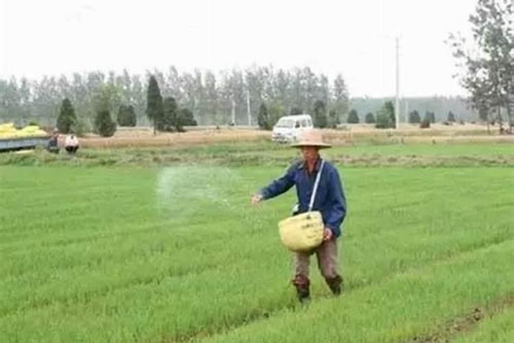 四季豆最佳的施肥时间 四季豆什么时候施肥