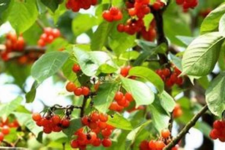 大樱桃苗喷洒农药的技术