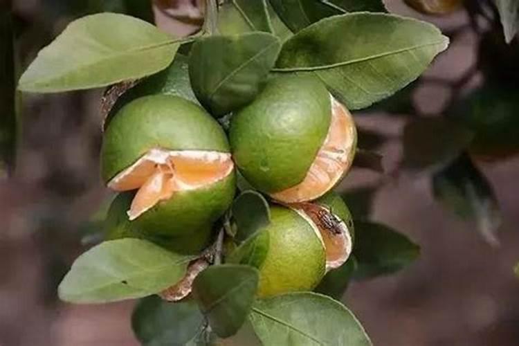 番茄裂果解决方法 整枝打杈有讲究