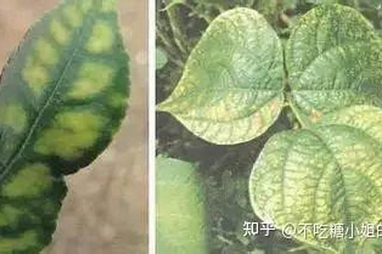 桃树顶端枯死怎么回事