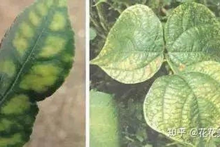 桃树不发新叶怎么回事