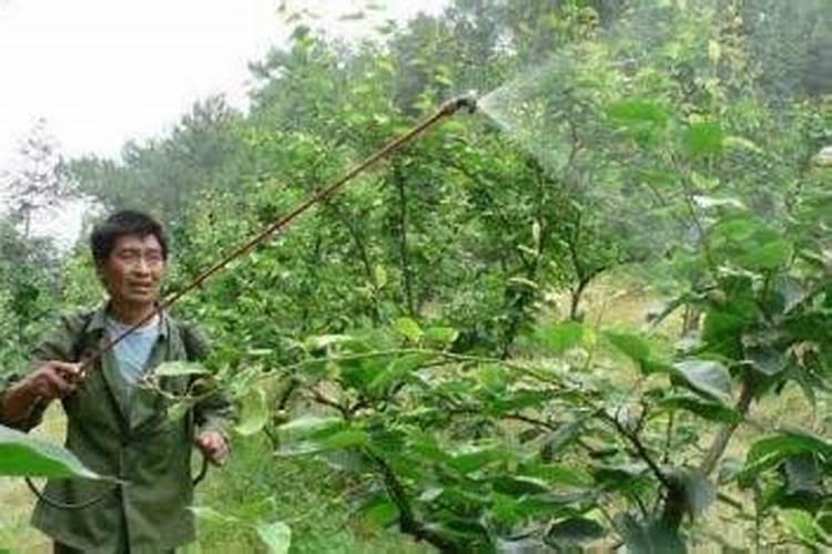 复硝酚钠在玉米生长期海藻有机水溶肥搭配