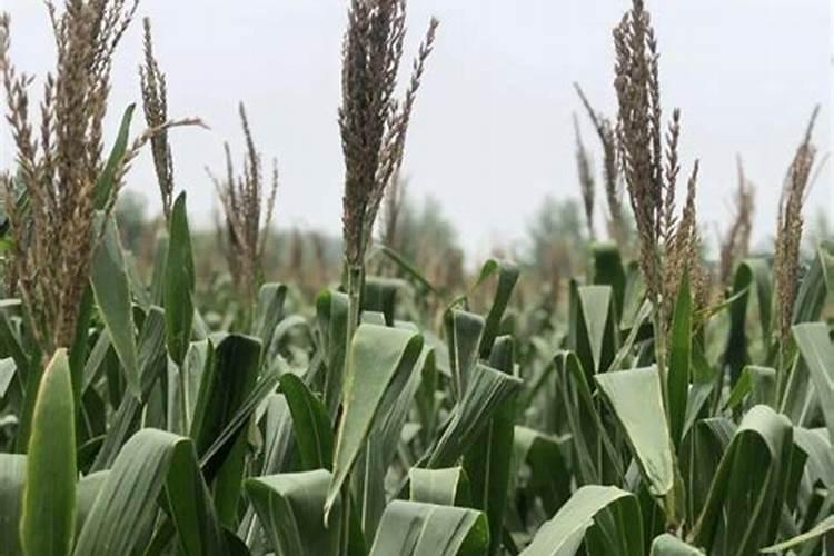 玉米抽穗期要施什么肥