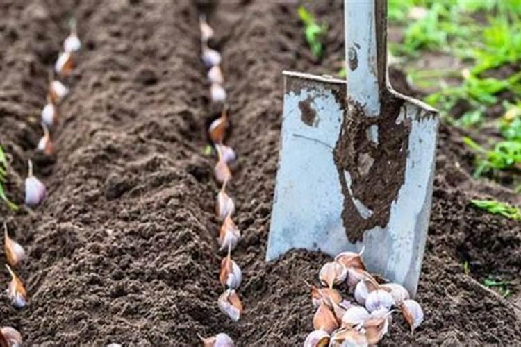 种大蒜需要什么肥料最好