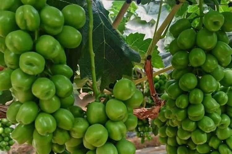 葡萄现在刚萌芽用什么药,怎么管理？