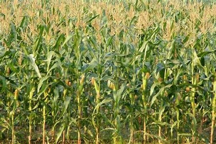 现在玉米冲施肥用什么肥料最好