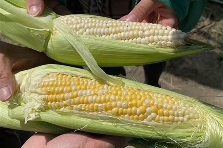 ...可以用苯醚甲环唑加戊唑醇加己唑醇加稻瘟灵这四种同时混用吗...