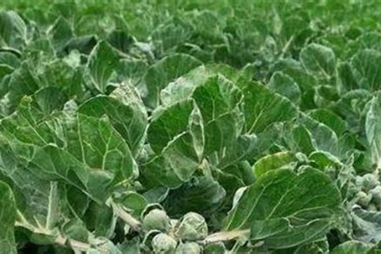 种植甘蓝到底应该施用硫酸钾还是氯化钾呢？为什么？