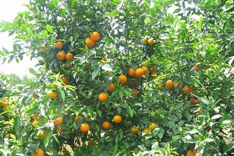 脐橙开花期,管理3个关键要点分析!