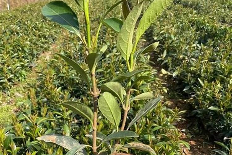 冬青树什么时候施肥好？