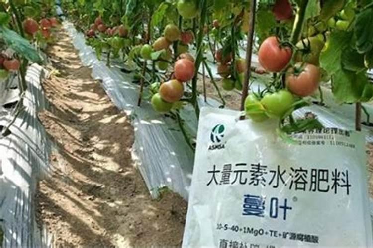 梨树用什么冲施肥好？梨树追肥用什么肥料？梨树膨果用金泰靓