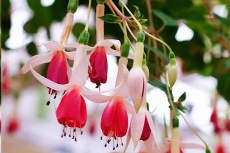 倒挂金钟如何浇水施肥