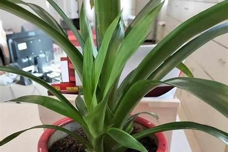 君子兰一叶小苗怎么养