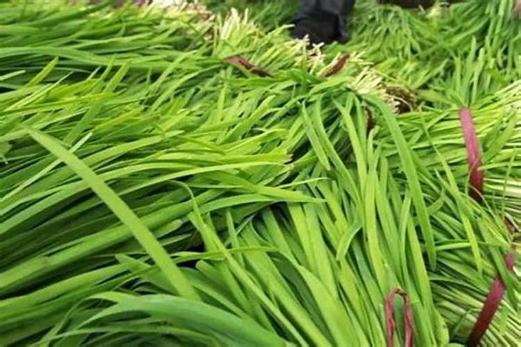 韭菜需要什么肥料长得好