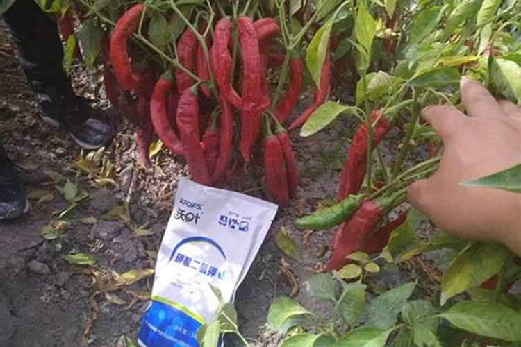 种植辣椒的水肥如何管理(辣椒盛果期怎么浇水施肥)