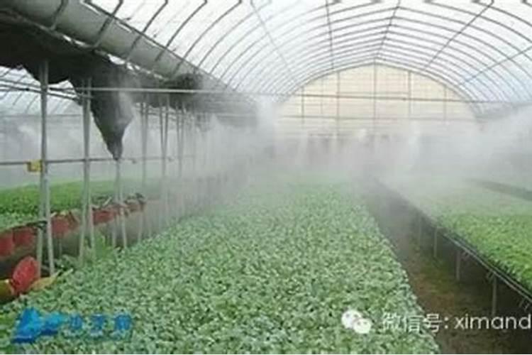 冲施肥怎样冲 和水溶肥有何区别