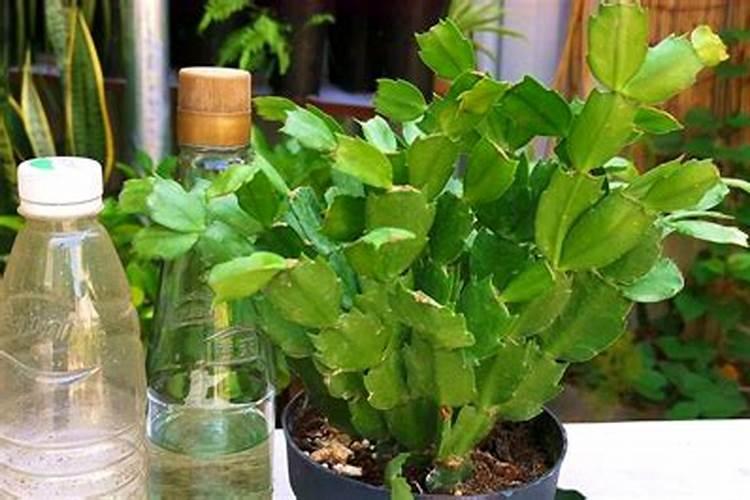 蟹爪兰有花苞施什么肥