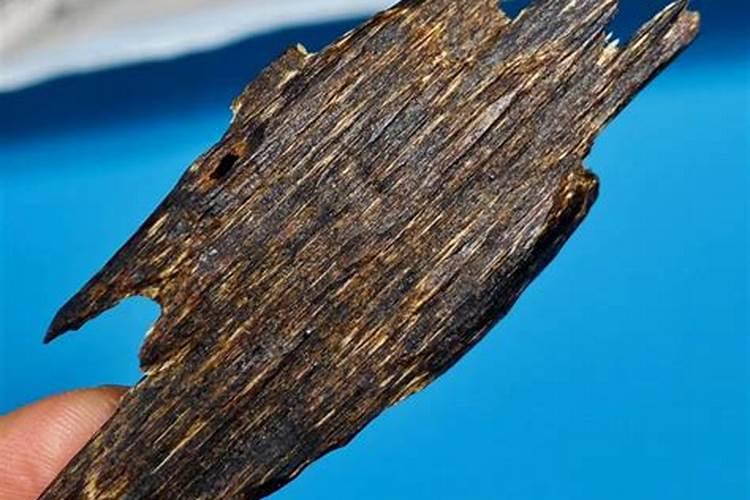 奇楠沉香怎么种植