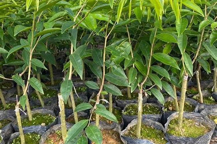 奇楠沉香虫漏可以养殖方法