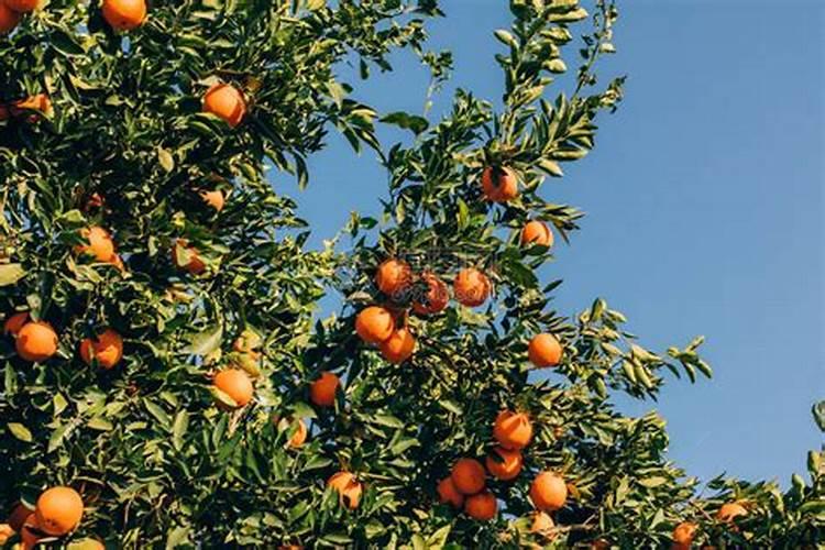 柑橘结果前的幼树要怎样施肥？