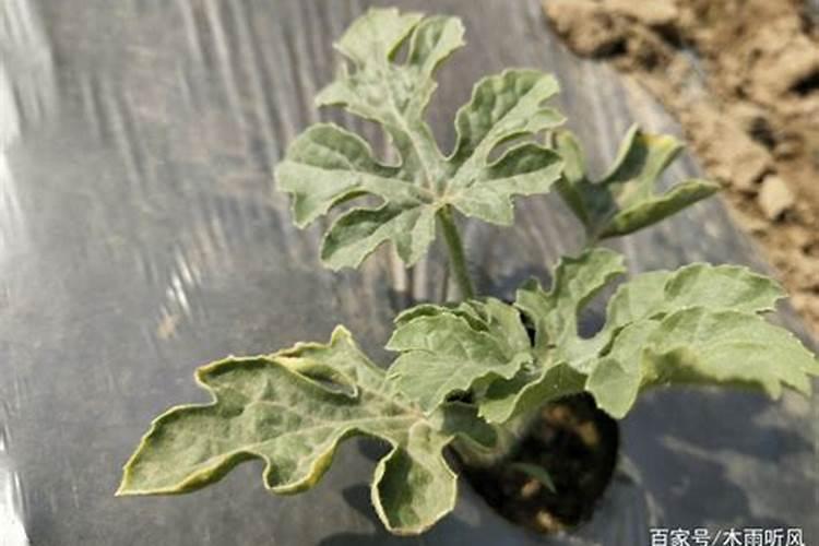西瓜秧,受到肥害,叶子蔫了,怎么办