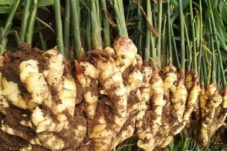 大姜种植想高产？施肥是关键!大姜施肥技术要点