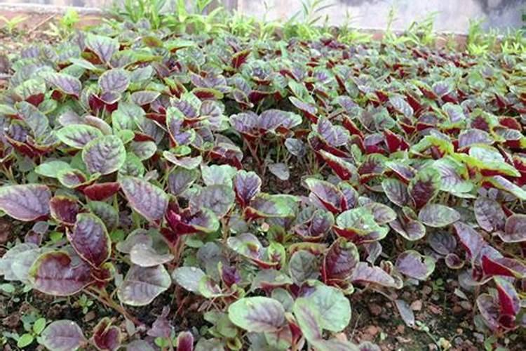 农民用尿素做叶面肥,各种农作物如何使用才能安全高效