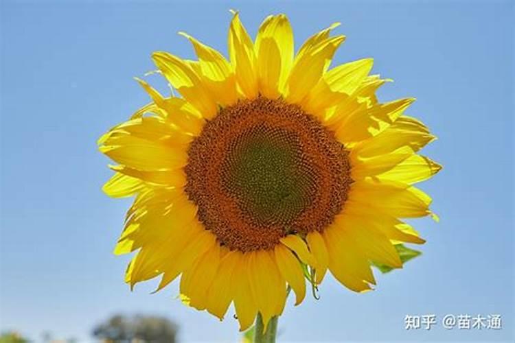 向日葵现蕾后喷雾什么肥药？