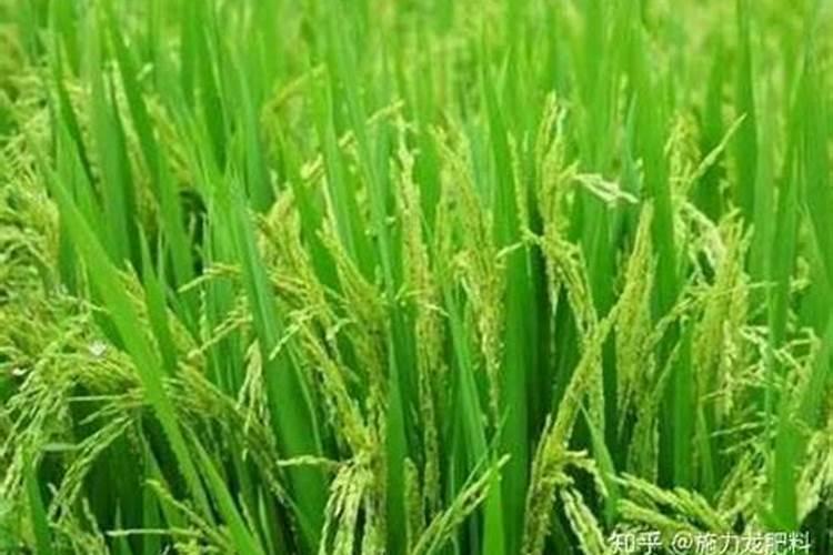 土壤中氮肥过多,对植物有没有坏处