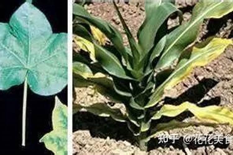 松花菜打什么叶面肥好