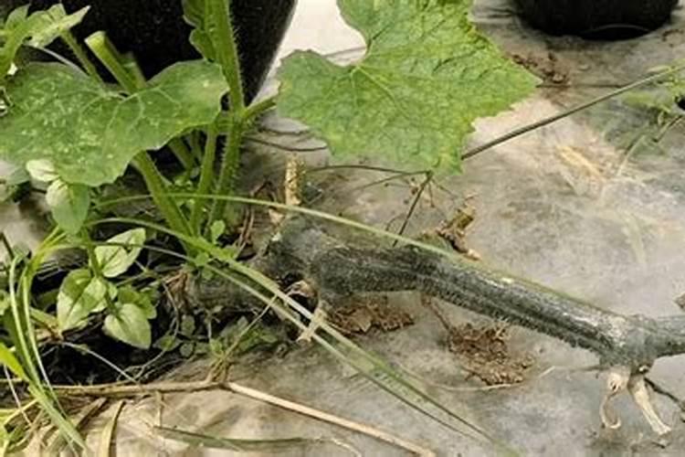 保护地栽培冬瓜怎样进行配方施肥？