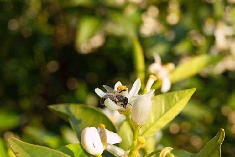 柑橘花芽分花期可以用含氮中微量元素肥吗？