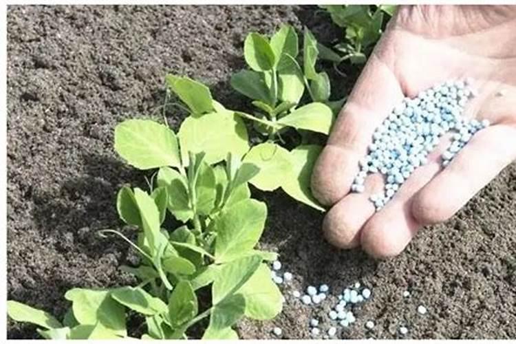 菜花怎样合理施肥？