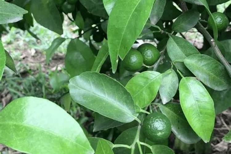 芸苔素使用技巧