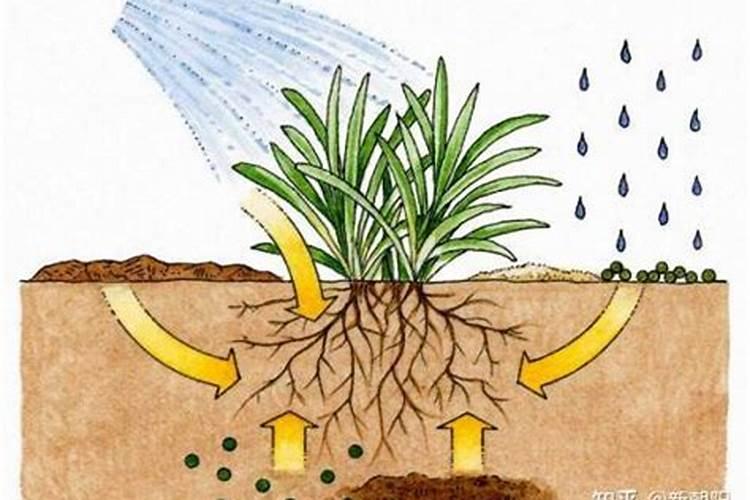 芸苔素使用技巧