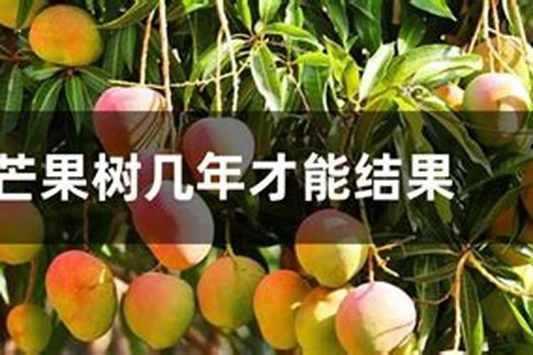 芒果施什么肥料有利于生长？芒果怎么施肥