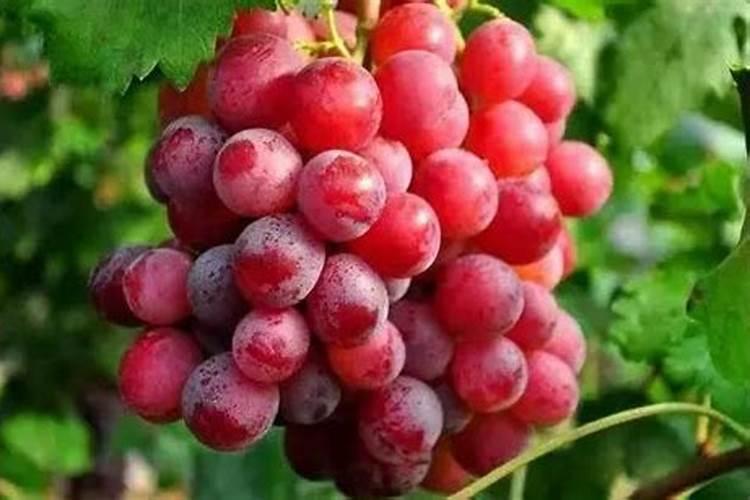 葡萄上怎么用芸苔素