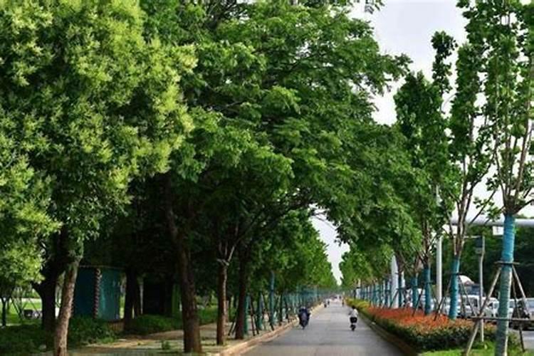 施什么肥或喷什么药使广东香水拧檬催花