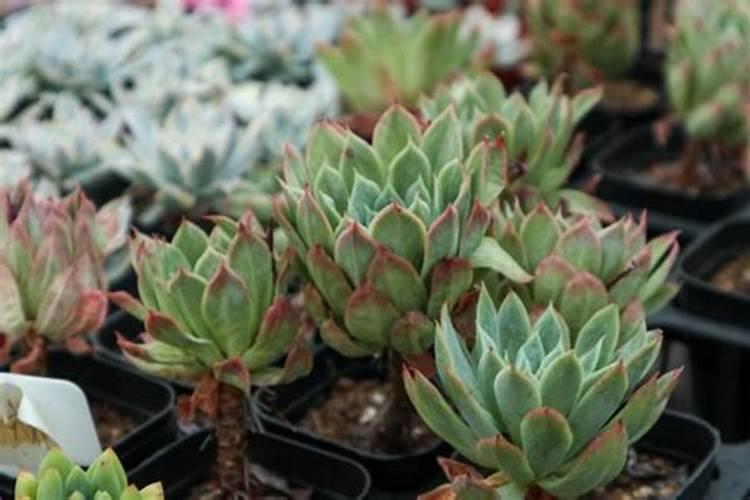 花卉用上通用控释肥后可以马上浇水吗？