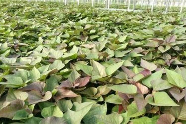 地瓜施什么肥最好