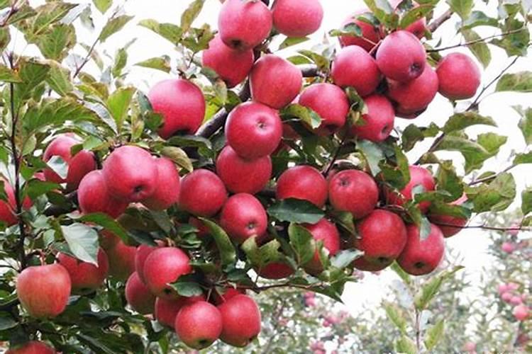 果树不旺盛用什么肥料