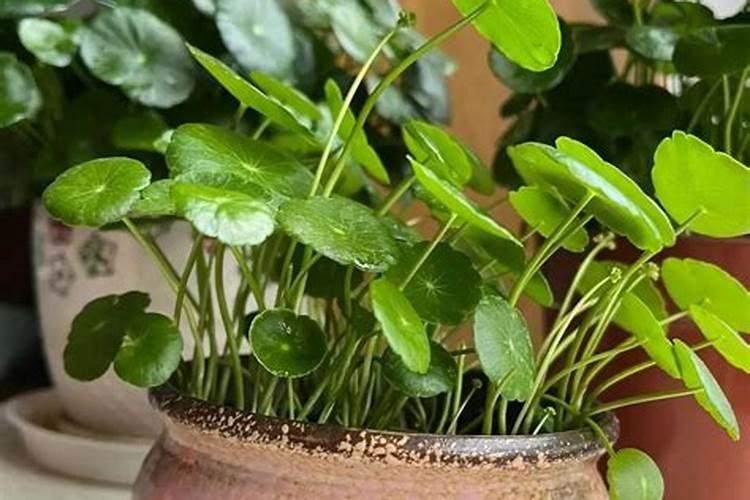 水培铜钱草施什么肥