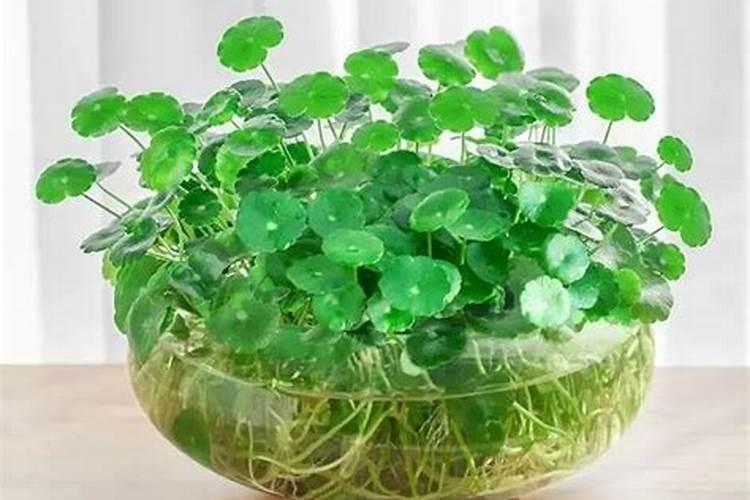 水培铜钱草施什么肥